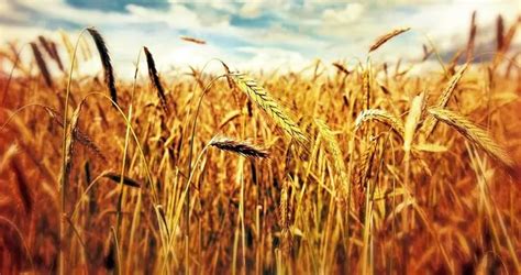 rüyada başaklı buğday tarlası görmek